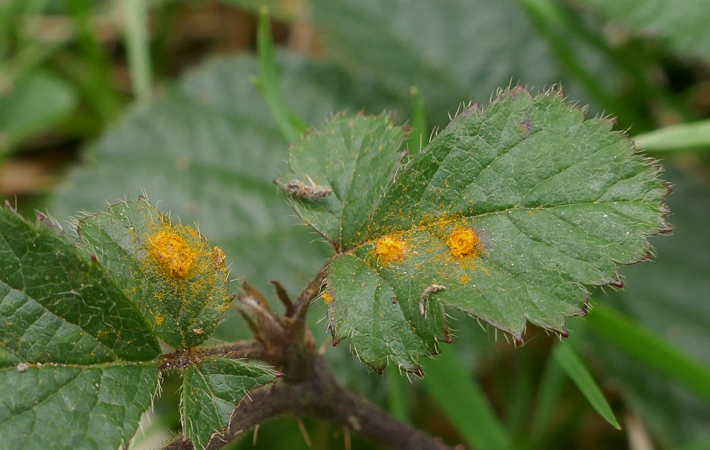 Photo © Jackie Ewan Kuehneola uredinis by Jackie Ewan